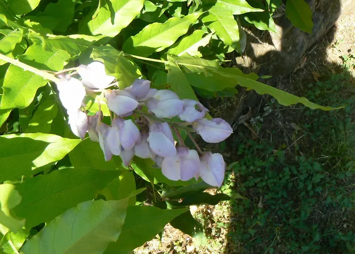 Ferienhaus De La Clede